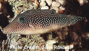  Canthigaster margaritata (Spotted Sharpnose Puffer)