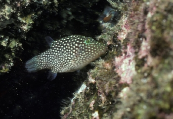  Canthigaster punctatissima (Spotted Sharpnose Puffer)