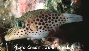  Canthigaster tyleri (Tyler’s Toby)