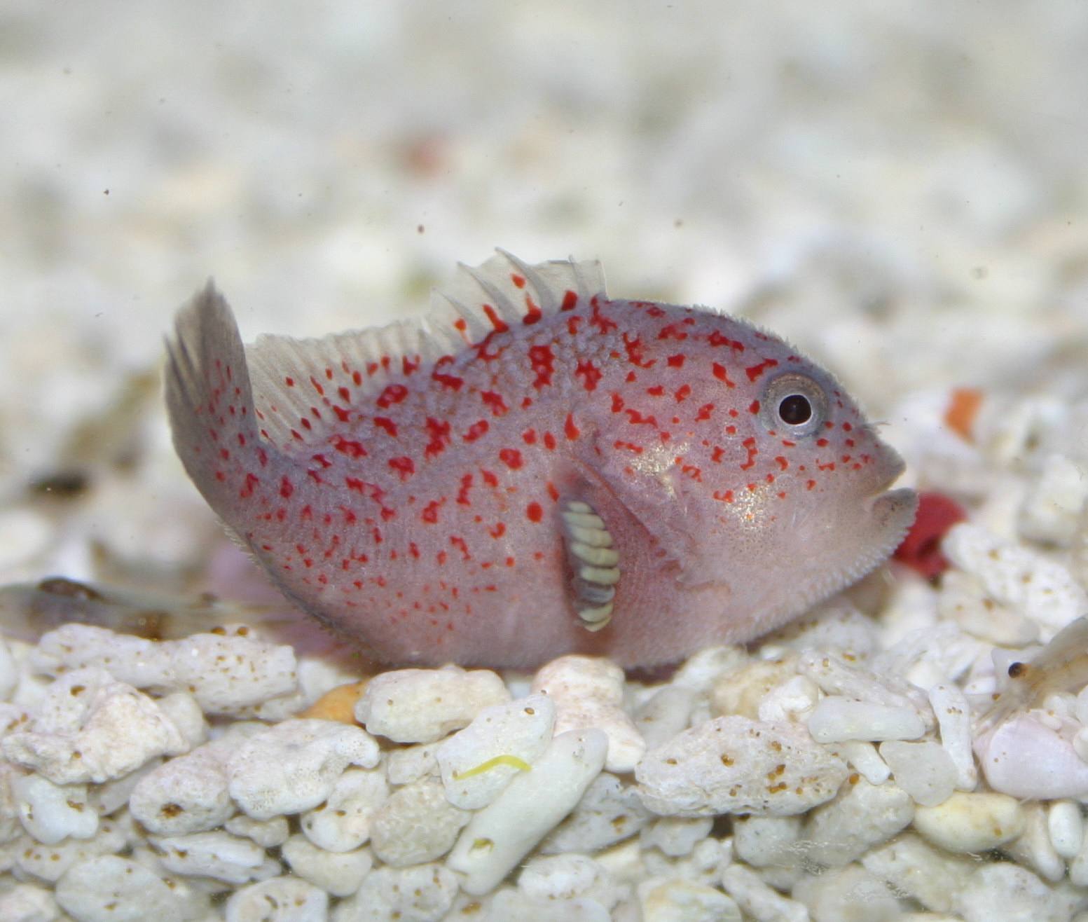  Caracanthus maculatus (Spotted Coral Croucher)