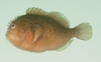  Caracanthus unipinna (Pygmy Coral Croucher)