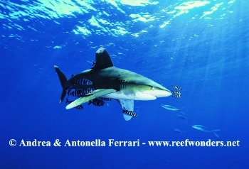  Carcharhinus longimanus (Oceanic Whitetip Shark)