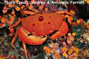  Carpilius convexus (Round-back Coral Crab)