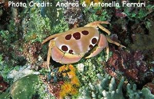  Carpilius maculatus (Spot-back Coral Crab)