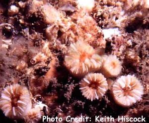 Caryophyllia inornata (Cup Coral, Plate Coral, Whorl Coral, Bowl Coral)