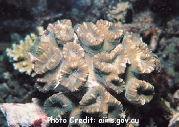  Caulastrea connata (Torch Coral)