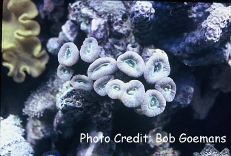  Caulastrea furcata (Torch Coral, Candy Cane Coral)