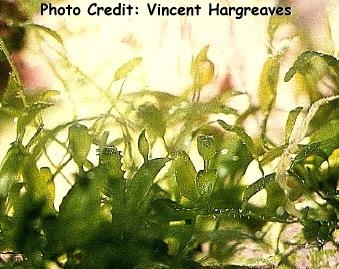  Caulerpa brachypus (Mini Caulerpa)