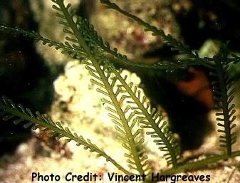  Caulerpa floridana (Florida Caulerpa)