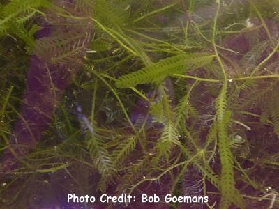  Caulerpa mexicana  (Fern Macroalgae )