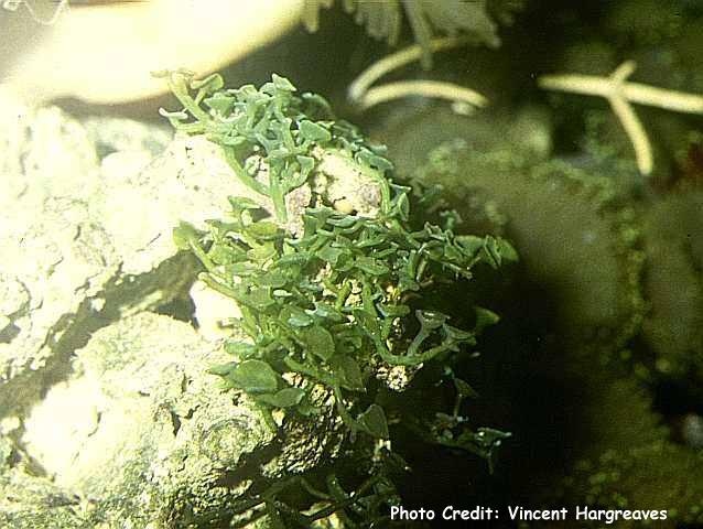  Caulerpa peltata (Umbrella Algae)