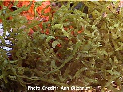  Caulerpa serrulata (Sawtooth Macro)