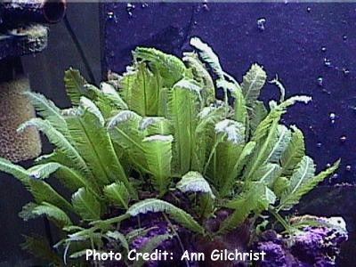  Caulerpa sertularioides (Feather Alga)