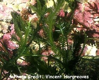  Caulerpa taxifolia (Invasive Alga)