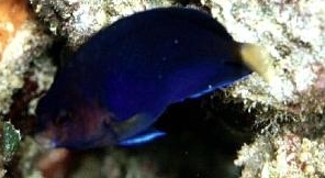  Centropyge flavicauda (Whitetail Pygmy Angelfish, Blue Fin Angelfish, Royal Blue Pygmy Angelfish)