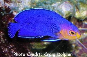  Centropyge argi    (Cherub Pygmy Angelfish, Yellow Face Pygmy Angelfish, Cherub Angelfish, Atlantic Pygmy Angelfish)