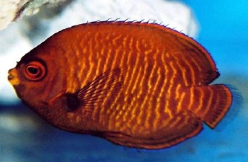  Centropyge aurantius    (Golden Angelfish, Aurinatus Angelfish, Velvet Dwarf Angelfish)