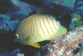  Centropyge eibli (Eibl’s Angelfish, Orangeline Angelfish, Red Stripe Angelfish, Blacktail Angelfish)