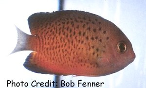  Centropyge ferrugatus (Rusty Pygmy Angelfish)