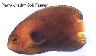  Centropyge fisheri (Fisher’s Angelfish, Orange Angelfish, Fisher’s Dwarf Angelfish, Fisher’s Pygmy Angelfish)
