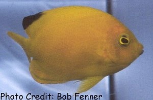  Centropyge heraldi (Herald’s Angelfish, False Lemonpeel Angelfish, Yellow Angelfish)