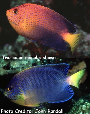  Centropyge interruptus   (Japanese Pygmy Angelfish, Japanese Angelfish)