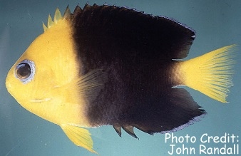  Centropyge joculator (Coco's Pygmy Angelfish, Yellowhead Angelfish)