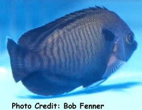  Centropyge multispinis   (Manyspinned Angelfish, Multi-Spinned Dwarf Angelfish, Dusky Angelfish, Bluefin Angelfish)