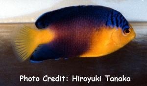  Centropyge nahackyi (Nahacky's Angelfish)