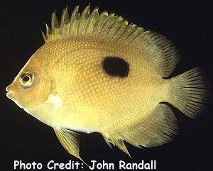  Centropyge narcosis    (Narcosis Angelfish, Narc Angelfish, Deep Water Pygmy Angelfish)