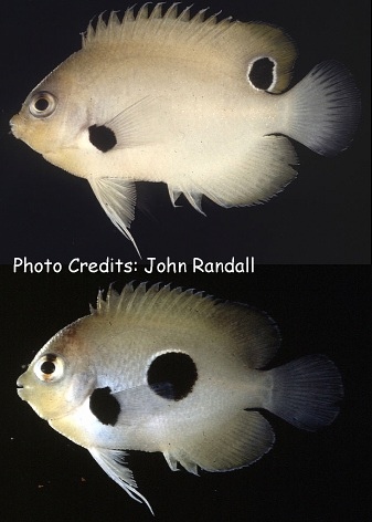  Centropyge nigriocellus    (Black-Spot Angelfish, Ocellated Angelfish)