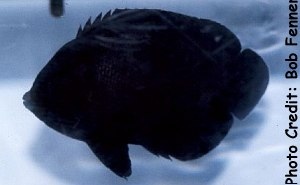  Centropyge nox (Midnight Angelfish, Black Angelfish)