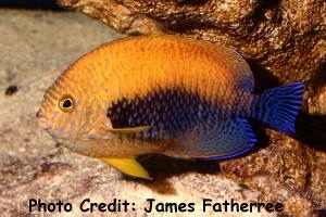  Centropyge potteri (Potters Angelfish, Potters Pygmy, Russet Angelfish)