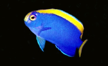  Centropyge resplendens (Resplendent Pygmy Angelfish)