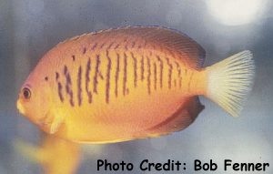  Centropyge shepardi (Shepard’s Angelfish, Shepard’s Pygmy Angelfish, Mango Angelfish)