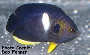  Centropyge tibicen (Keyhole Angelfish, Tibicen Angelfish, Melas Angelfish)