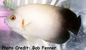  Centropyge vroliki (Pearlscale Angelfish, Halfblack Angelfish)