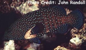  Cephalopholis argus (Peacock Hind, Bluespotted Grouper)