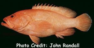  Cephalopholis aurantia (Golden Hind)