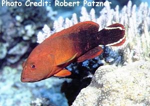  Cephalopholis urodeta (Darkfin Hind, V-Tail Grouper)