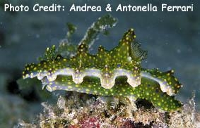  Miamira sinuata (Sea Slug)