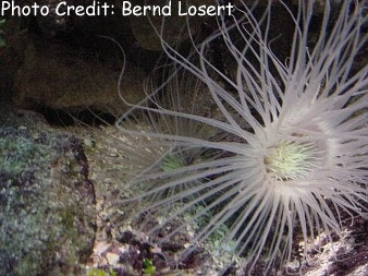  Ceriantheopsis americana (Cream-colored Anemone, North American Tube Anemone)