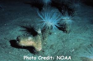  Pachycerianthus borealis (Atlantic Tube Anemone)