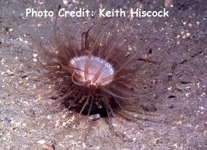  Cerianthus lloydii (Orange Tube Anemone, North Sea Tube Anemone)