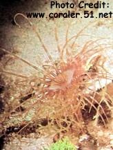  Pachycerianthus maua (Tube Dwelling Anemone)