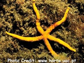  Chaetaster longipes (Long-armed Sea Star)