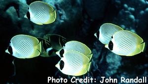  Chaetodon adiergastos (Panda Butterflyfish, Philippine Butterflyfish)