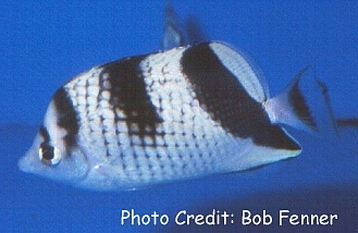  Chaetodon argentatus (Asian Butterflyfish, Black Pearlscaled Butterflyfish)