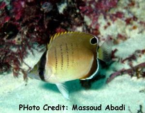  Chaetodon assarius (Western Butterflyfish, Assarius Butterflyfish)