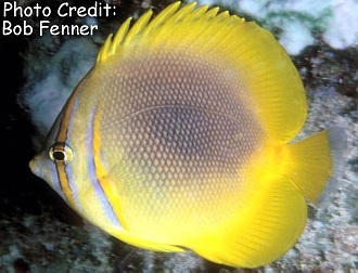  Chaetodon aureofasciatus (Goldenstriped Butterflyfish, Golden Butterflyfish, Goldenrod Butterflyfish, Sunburst Butterflyfish)